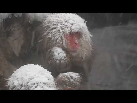 Japanese Snow Monkeys Braving a Blizzard in Nagano Japan