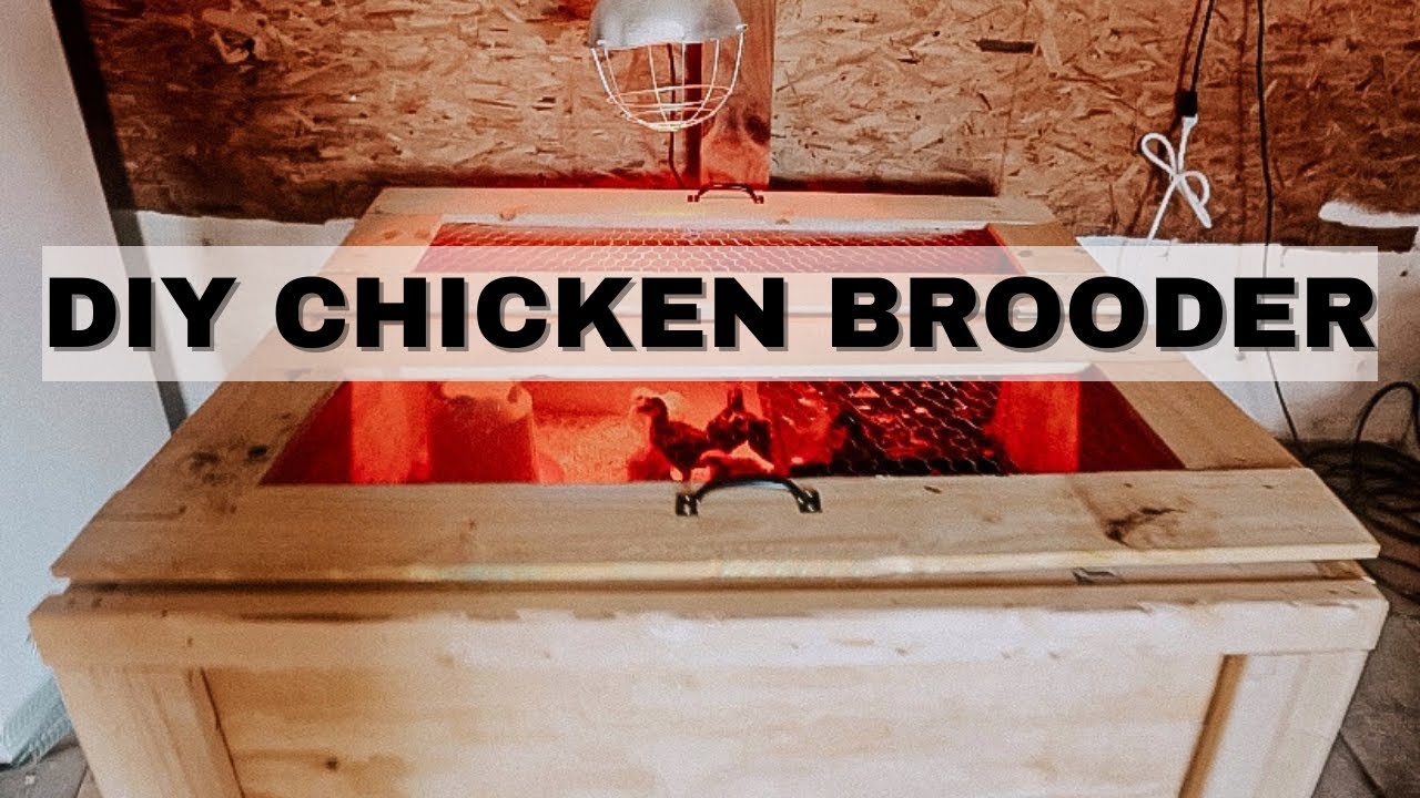 DIY Chicken Brooder Box | Large chicken brooder