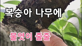 복숭아 나무에 비온 후 이것이 줄줄 흘러 내리면?