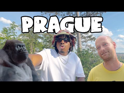 This Is What I Saw At The Prague Zoo In Czech Republic (Prague Travel Vlog)