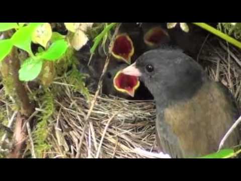 Baminithiya Maha Saaye