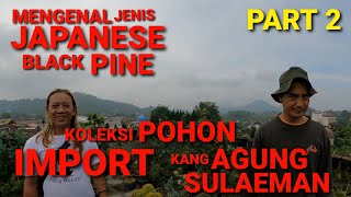 Download lagu VIDEO 53 || KOLEKSI POHON IMPORT KANG AGUNG SULAEMAN mp3