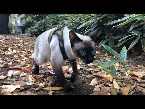 Siamese Cats Journey - We hiked!! Cute siamese cats take a walk in a woods🐾