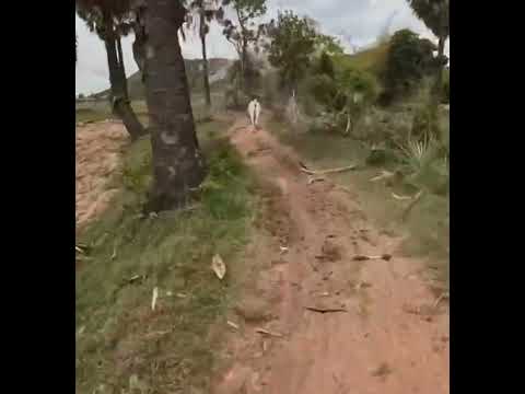 ใครเอาวัวลงแข่ง! #enduro