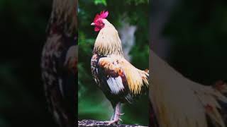 Download lagu Ayam jago berkokok panjang #ayamberkokok #ayamberkokokpanjang mp3