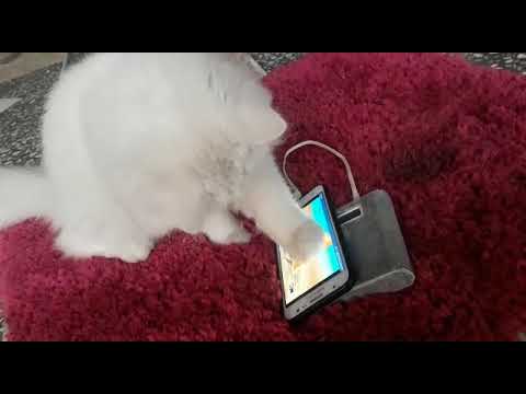 Persian Cat Playing with Tom and Jerry