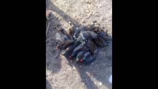 Download lagu SUARA BURUNG PERUK MANTAP UNTUK PIKAT KUSUS TUA MUDA JOS mp3