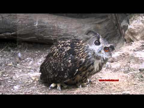 Buho Real ( Bubo bubo ) Eagle Owl