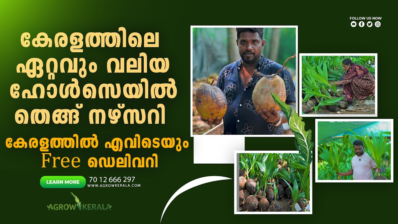 Kerala's largest wholesale coconut nursery, free delivery anywhere in Kerala