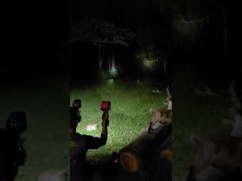Spotlight Comparison: DeWalt, Makita, Milwaukee