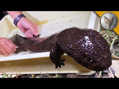 Japanese Giant Salamander CAUGHT!