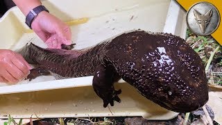 Japanese Giant Salamander CAUGHT!