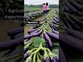 Agriculture Department Agriculture Agriculturelife