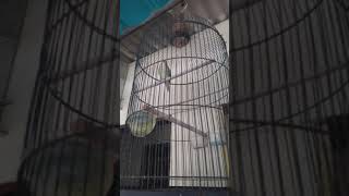 Download lagu Story wa burung Sirpu mp3 Download lagu Story wa burung Sirpu mp3