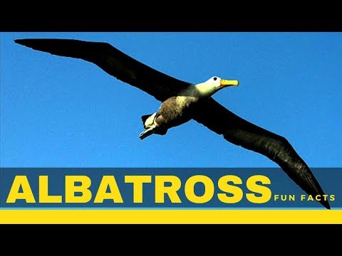image-What does an albatross look like?