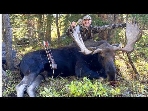 50” Sharis Bull Moose taken with traditional archery gear.