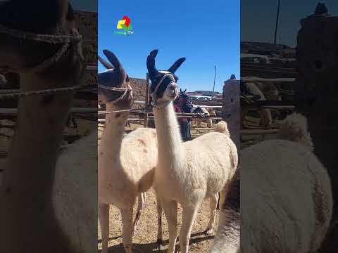 | Expoferia de camélidos  Curahuara de Carangas 2026