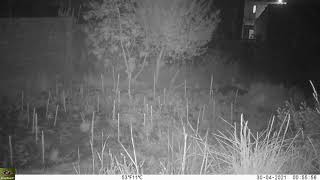 Molí de la Sal: Guineu i granotes