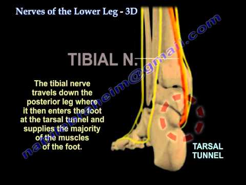 Nerves Of The Lower Leg 3D - Everything You Need To Know - Dr. Nabil Ebraheim