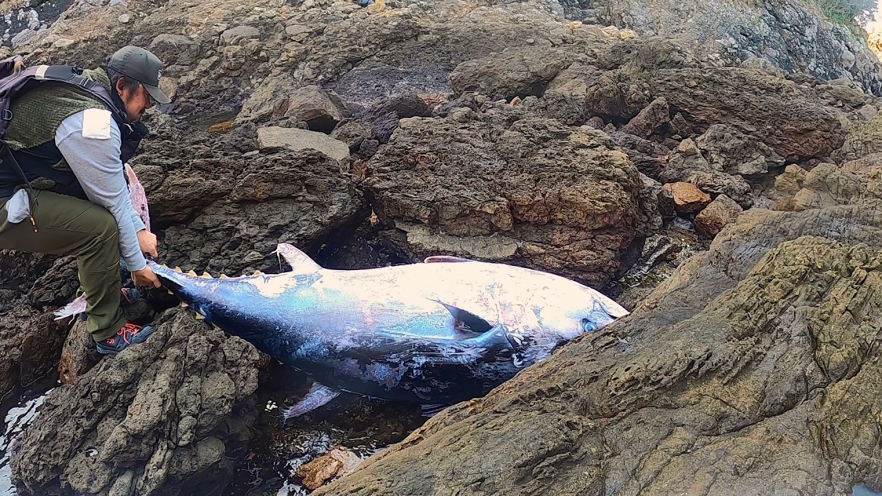 【奇跡】推定150㎏オーバーのクロマグロが打ち上がった！！！！！