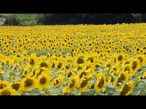 Polje sončnic v Prlekiji