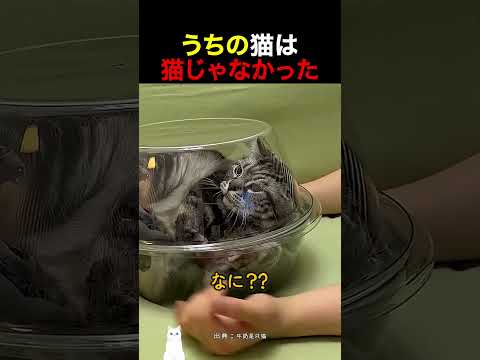 うちの猫は猫じゃなかった