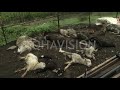 Një ari vret 13 dele në një fermë në Prizren, pronari thotë se u konfrontua me të