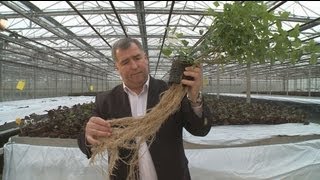 euronews innovation - Le piante coltivano ottime molecole