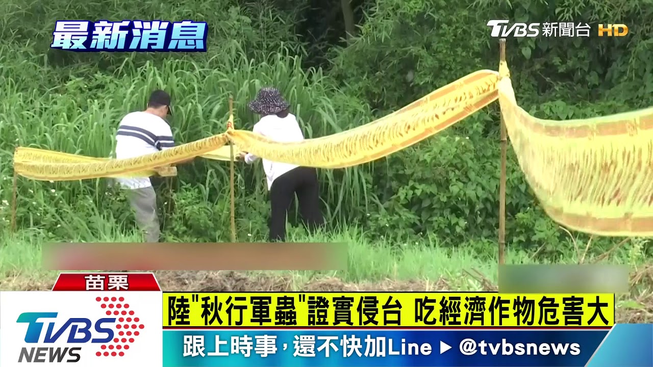陸「秋行軍蟲」證實侵台 吃經濟作物危害大