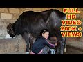 Buffalo Milking By Hand Gujarat Dairyfarm Village Life Vlogs Ghetu Morning Milking