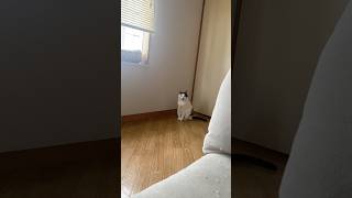 すみっこぐらし