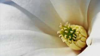 David Sylvian - Scent of magnolia
