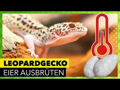 LEOPARDGECKO Eier ausbrüten! (How to Tutorial: Terrarium Guide) #GeckoTagebuch