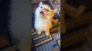 Kitten meowing to attract cats (part 13)