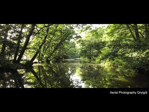 [4K 60FPS] In to the Jungle - Sweden
