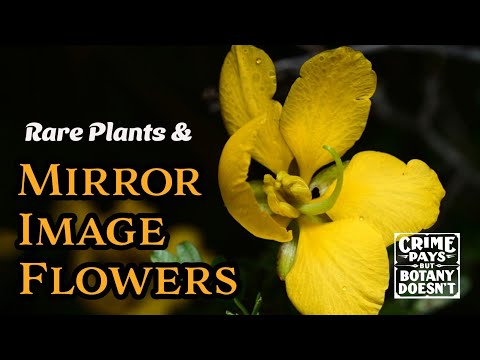 Corpus Christi's Rare Plants: A Biodiversity Hotspot Mystery