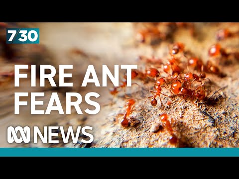 The billion-dollar battle to wipe out the red imported fire ant | 7.30