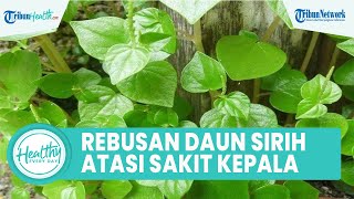 Download lagu 5 Manfaat Konsumsi Air Rebusan Daun Sirih Bagus untuk Tubuh: Atasi Sakit Kepala & Kontrol Gula Darah mp3 Download lagu 5 Manfaat Konsumsi Air Rebusan Daun Sirih Bagus untuk Tubuh: Atasi Sakit Kepala & Kontrol Gula Darah mp3