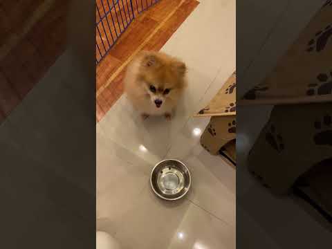 Hungry Puppy Throws Tantrum For More Food