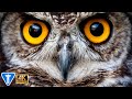 Amazing Owls in 4K