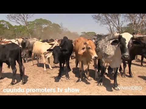 kadas olicolwe (kubweengwa)