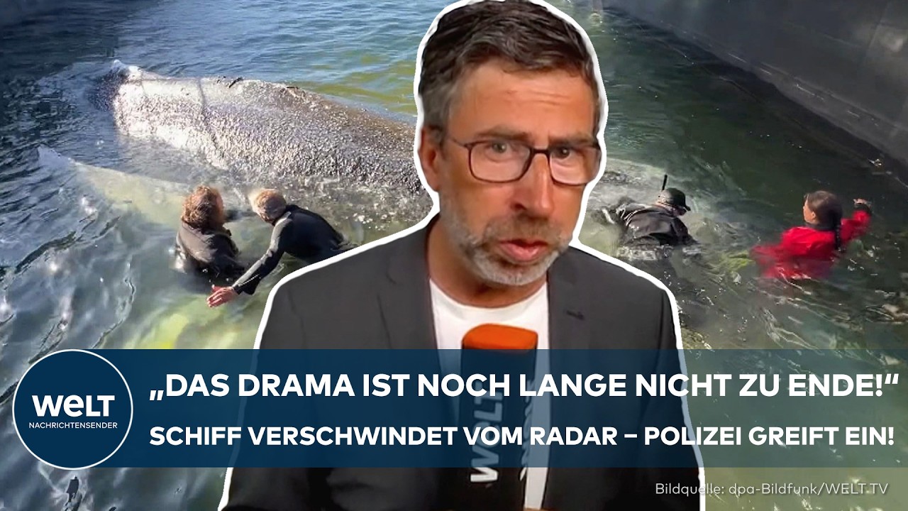 NORDSEE: Drama um Wal Timmy – Tierärztin erhebt schwere Vorwürfe nach geheimer Freisetzung