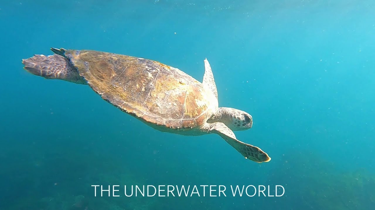 The Underwater World - Wildlife Documentary