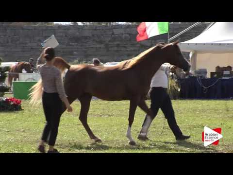 2016 - Italian National Champ. - Colts 2 years (Class 2) - 1st place: n°19 SS CORONADO AL JAMAL