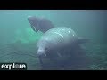 Underwater Manatee Cam At Homosassa Springs | Fall in love with the beloved sea cows! | explore.org
