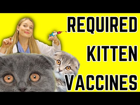 Kitten Vaccine Schedule for New Owners & Breeders! | Vet Easily Explains!
