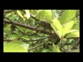 O D Pixley S Forest Blog Video 16Small Creatures Episode Wmv