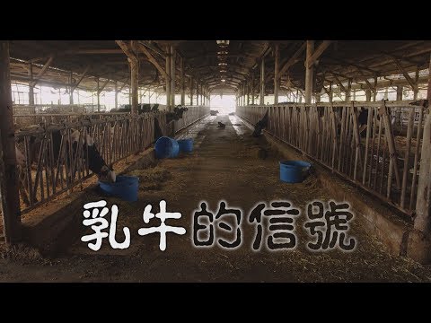 , title : '【動物福利】乳牛的信號｜為牛隻打造舒適的居住環境 (我們的島 第1019集 2019-09-02)'