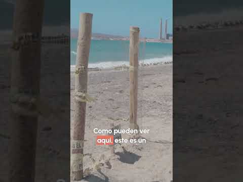 Protegiendo a la Tortuga Golfina en Puerto Libertad 🐢🌊