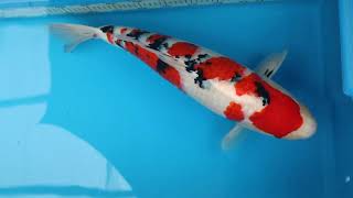 video van Sanke  2310016